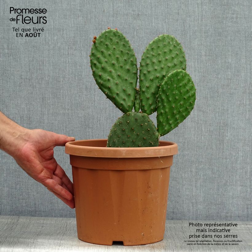 Opuntia lubrica - Prickly Pear 3L/4L pot sample as delivered in summer