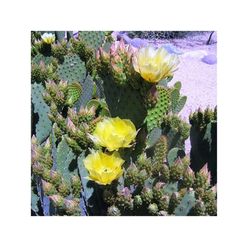 Opuntia lubrica - Prickly Pear (Flowering)