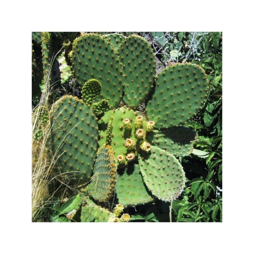 Opuntia lubrica - Prickly Pear (Plant habit)