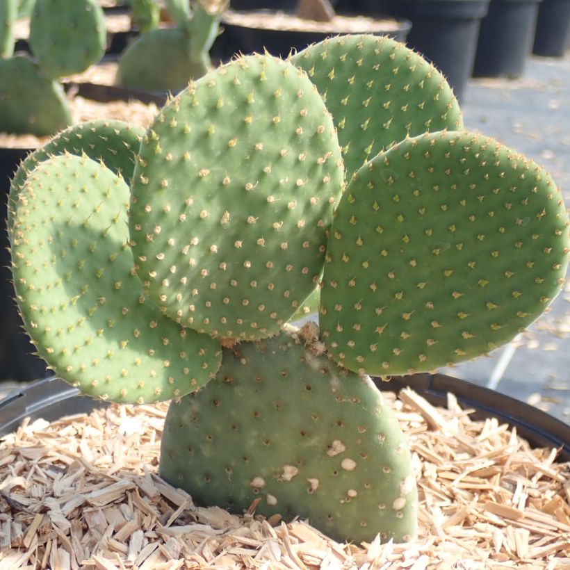 Opuntia microdasys Caress - Prickly Pear (Plant habit)