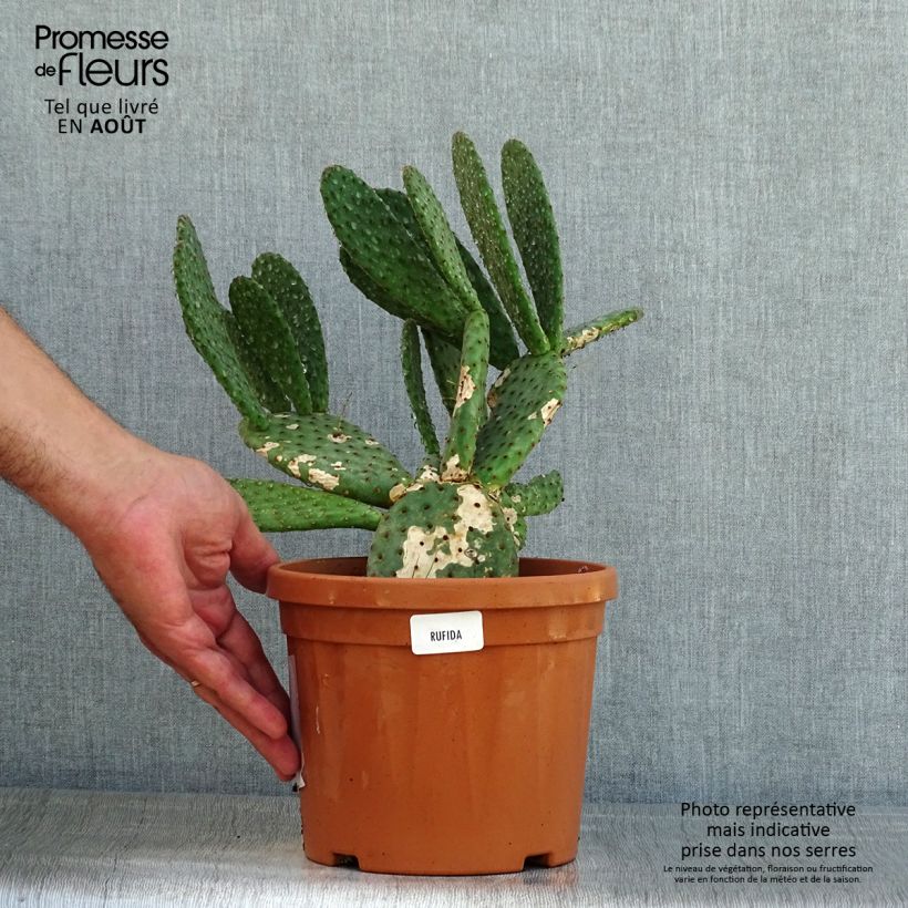 Opuntia rufida - Prickly Pear 3L/4L pot sample as delivered in summer
