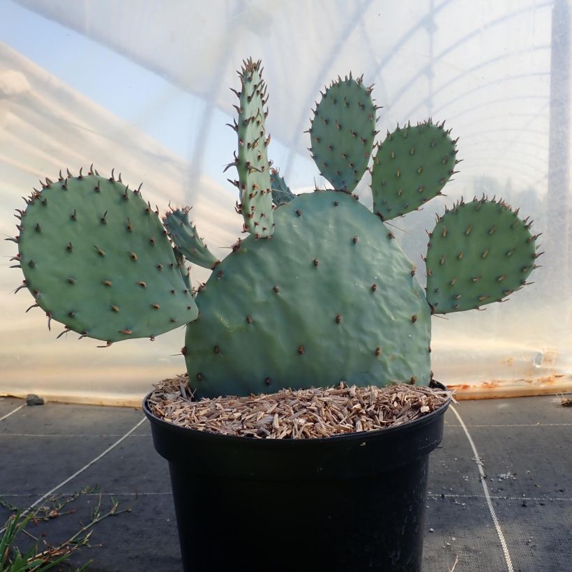 Opuntia sanguinicola - Prickly Pear (Plant habit)