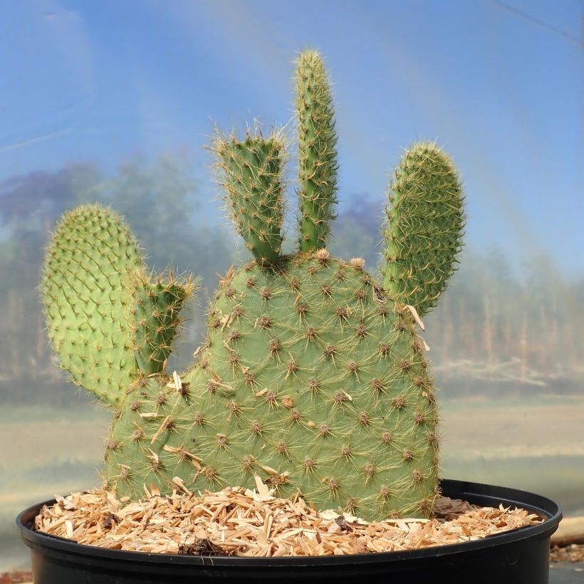 Opuntia scheeri - Prickly Pear (Plant habit)