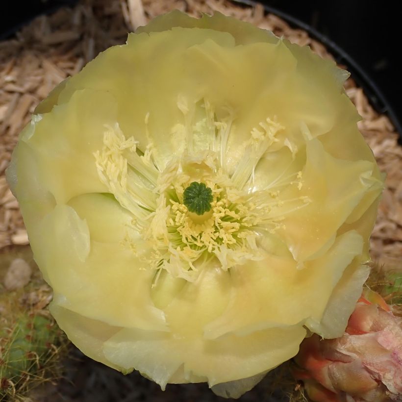 Opuntia scheeri - Prickly Pear (Flowering)