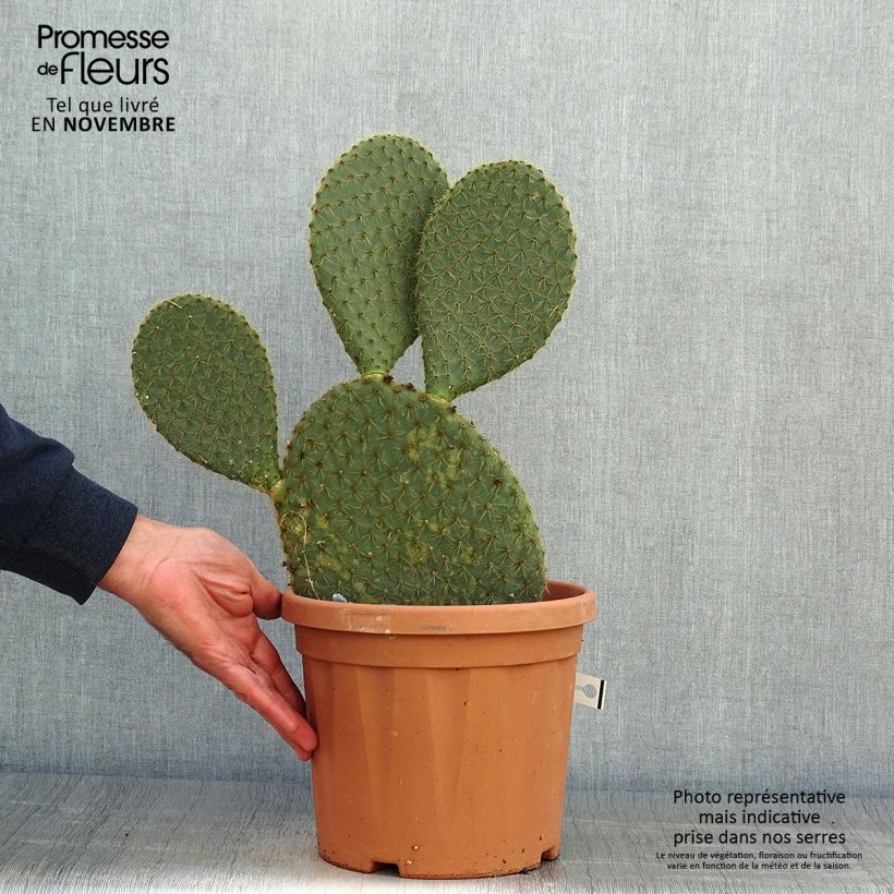 Opuntia scheeri - Prickly Pear 4L/5L pot sample as delivered in autumn