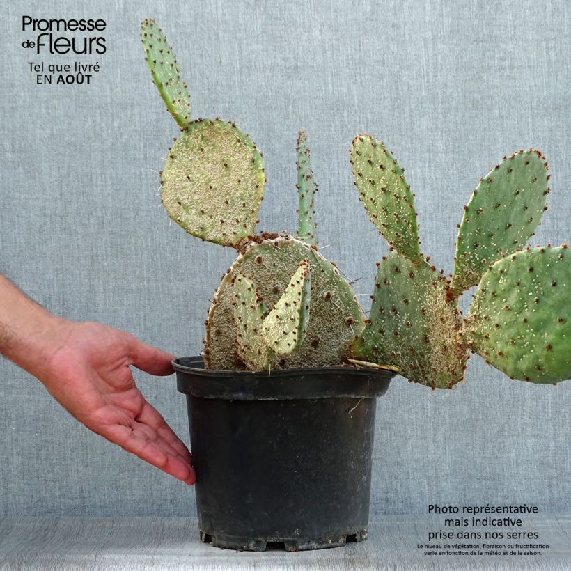 Opuntia semispinosa - Prickly Pear 4L/5L pot sample as delivered in summer