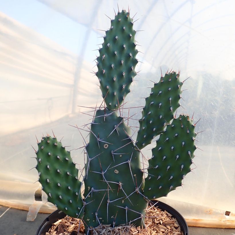 Opuntia sulfurea - Prickly Pear (Plant habit)