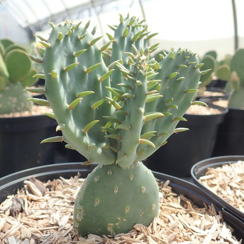 Opuntia tapana - Prickly Pear (Plant habit)