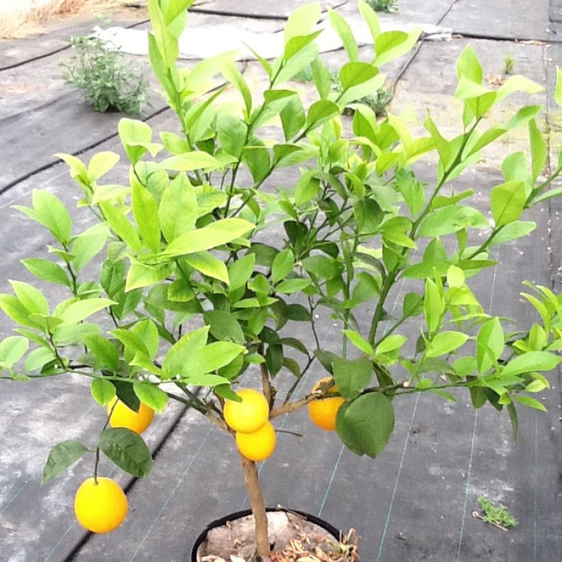 Sweet Orange - Citrus sinensis (Plant habit)