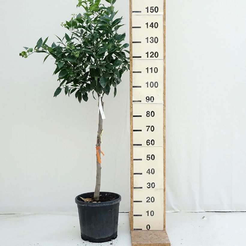 Sweet Orange - Citrus sinensis 18L/20L pot, Half standard sample as delivered in summer
