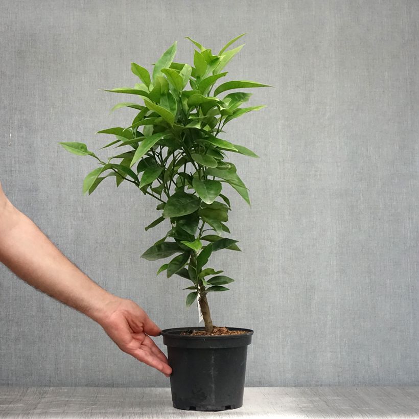 Citrus sinensis 'Washington Navel' 3L/4L pot, Quarter standard sample as delivered in summer