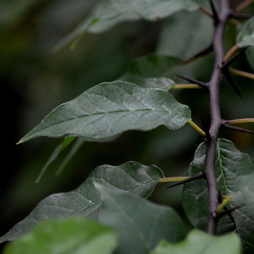 Maclura pomifera (Foliage)