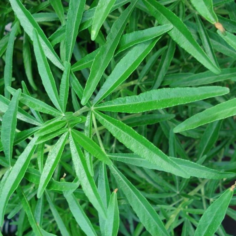 Choisya Aztec Pearl - Mexican Orange Blossom (Foliage)