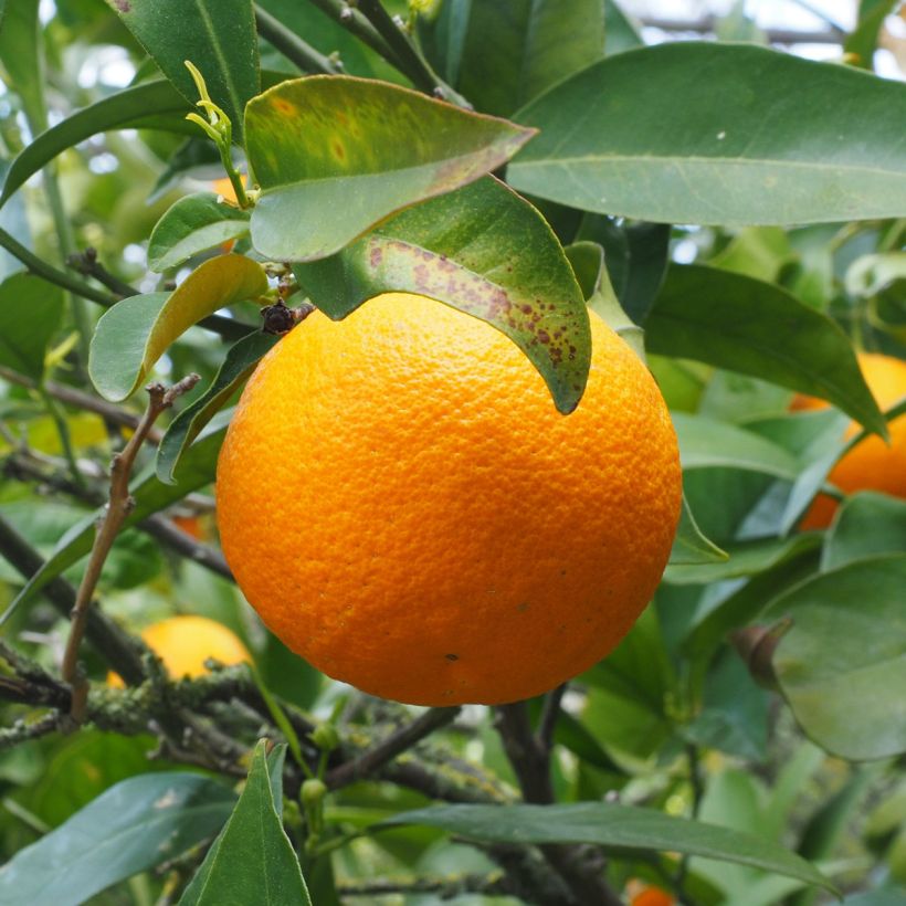 Sweet Orange - Citrus sinensis (Harvest)