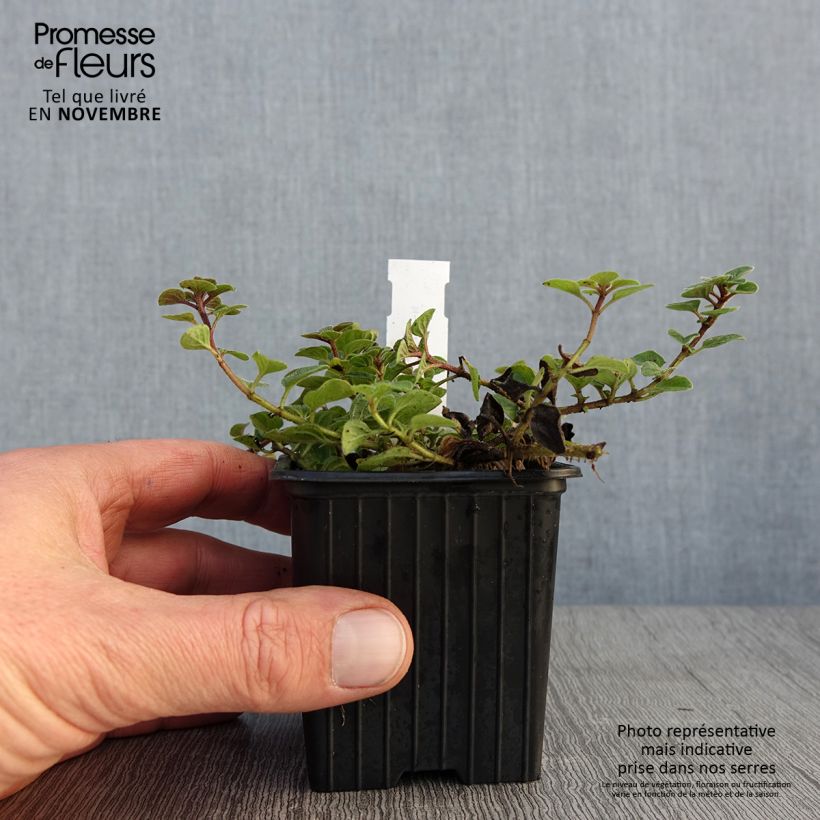 Origanum vulgare Hot and Spicy - Oregano 8/9 cm pot sample as delivered in autumn