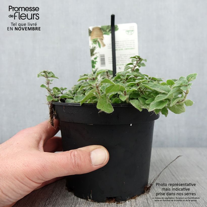 Origanum vulgare Hot and Spicy - Oregano 1.5L/2L pot sample as delivered in autumn
