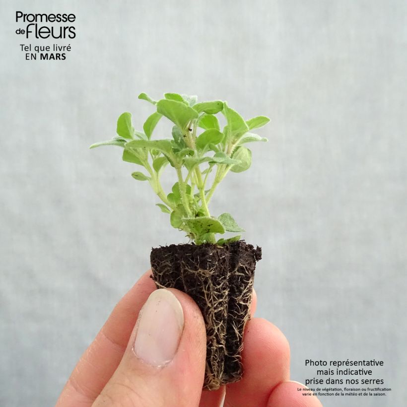 Origanum vulgare Compactum Plug bio - Oregano Plug plant 3/4cm sample as delivered in spring