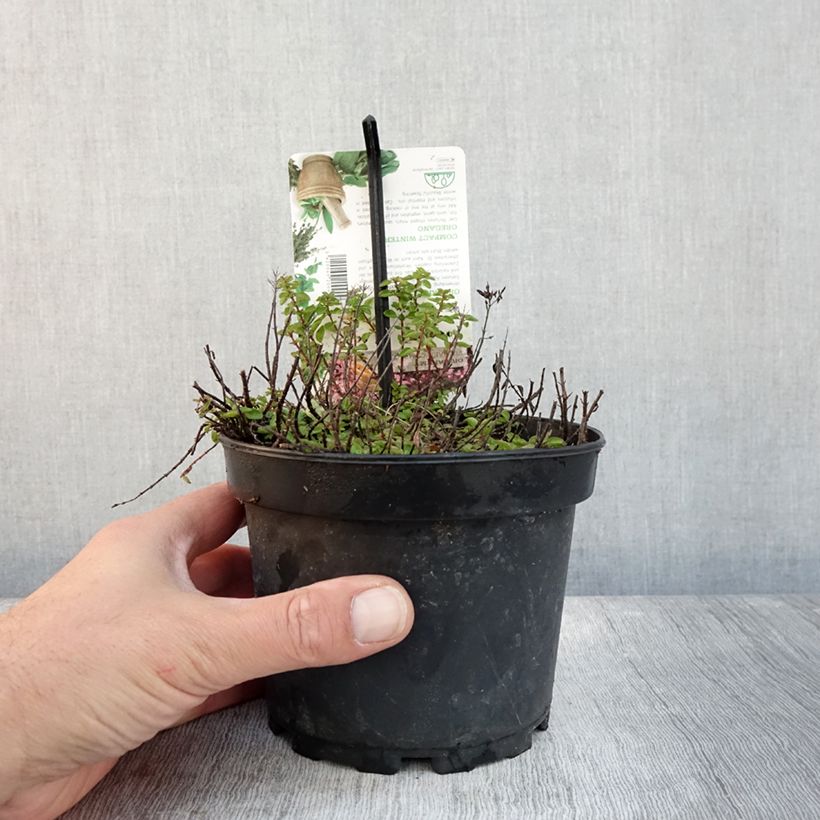 Origanum vulgare Compactum - Oregano 1.5L/2L pot sample as delivered in autumn