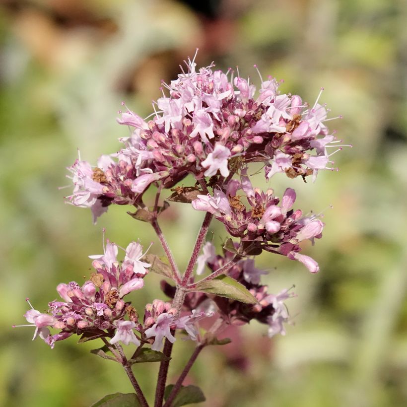 Origanum vulgare - Oregano (Flowering)