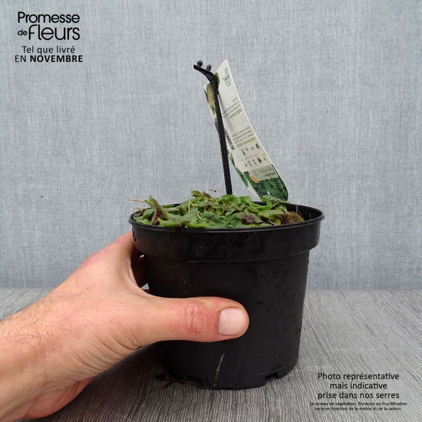 Origanum heracleoticum - Greek Oregano 1.5L/2L pot sample as delivered in autumn