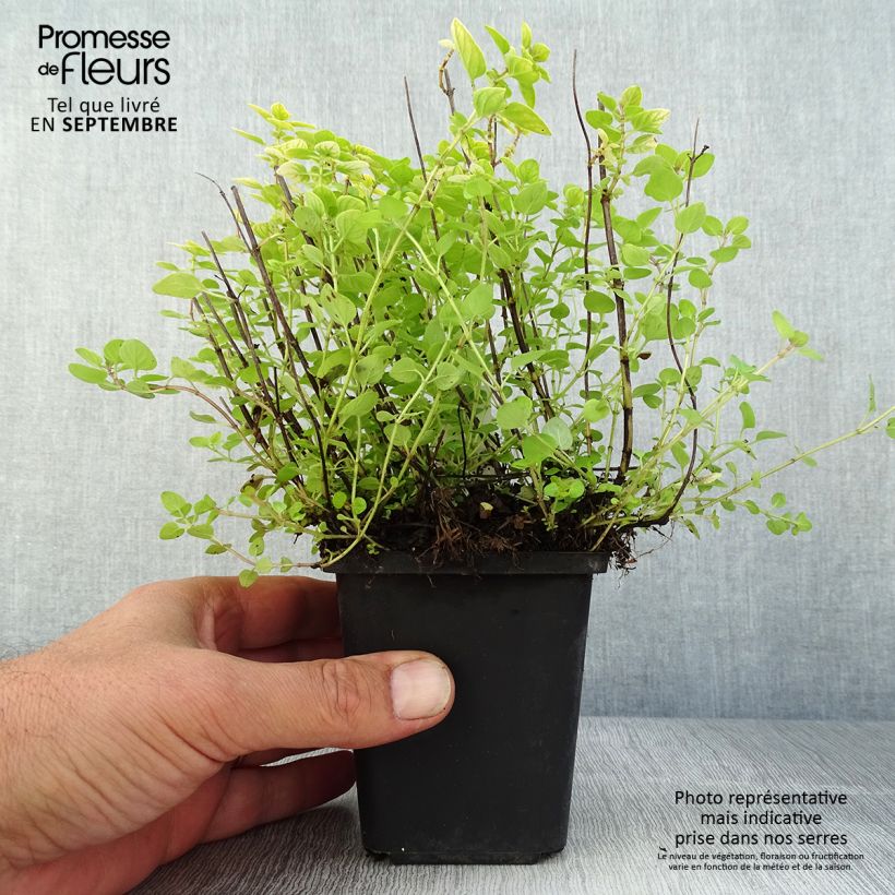 Origanum vulgare Thumbles Variety - Oregano 8/9 cm pot sample as delivered in summer