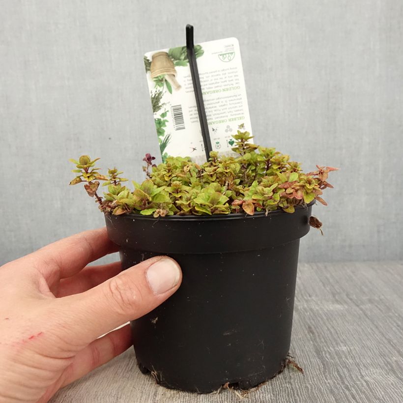 Origanum vulgare Thumbles Variety - Oregano sample as delivered in spring