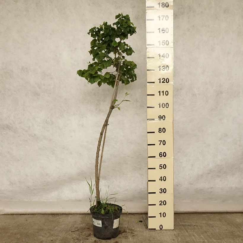 Ulmus glabra Nana - Elm 7.5L/10L pot sample as delivered in summer
