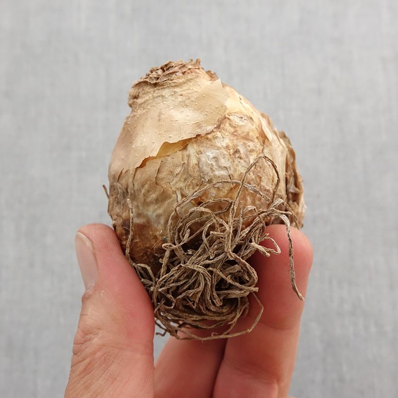 Ornithogalum saundersiae Bulb size 18+ sample as delivered in spring