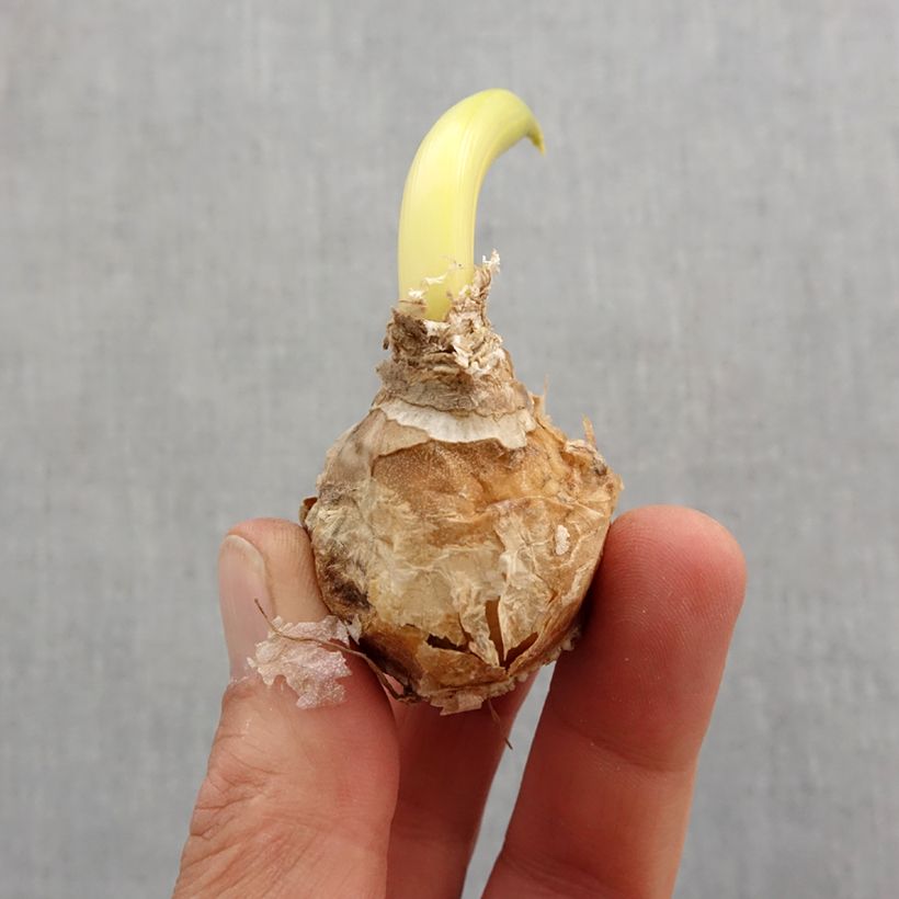 Ornithogalum arabicum Bulb size 12+ sample as delivered in spring