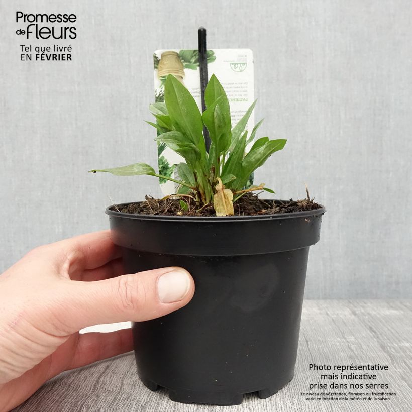 Patience Dock - Rumex patientia 1.5L/2L pot sample as delivered in winter