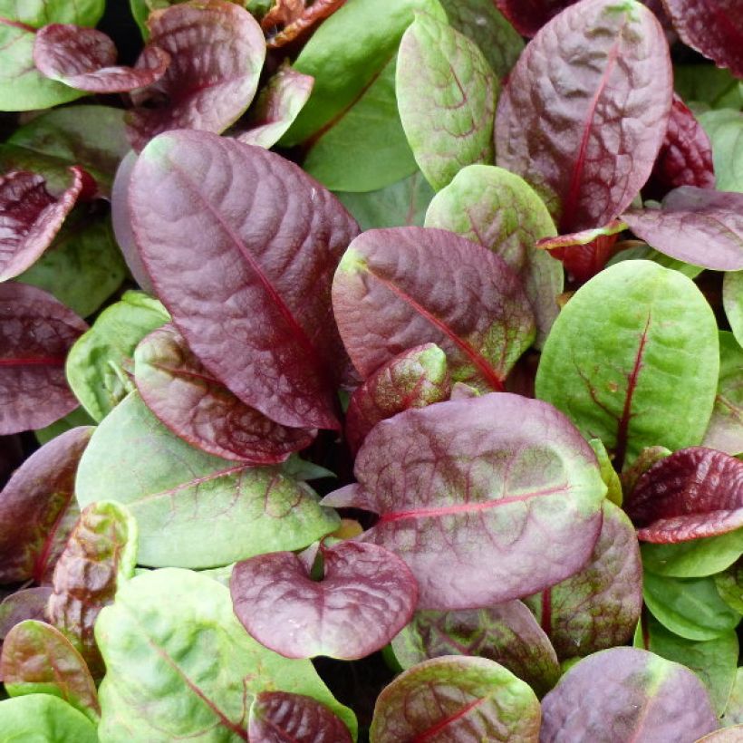 Rumex scutatus Purpurea (Harvest)