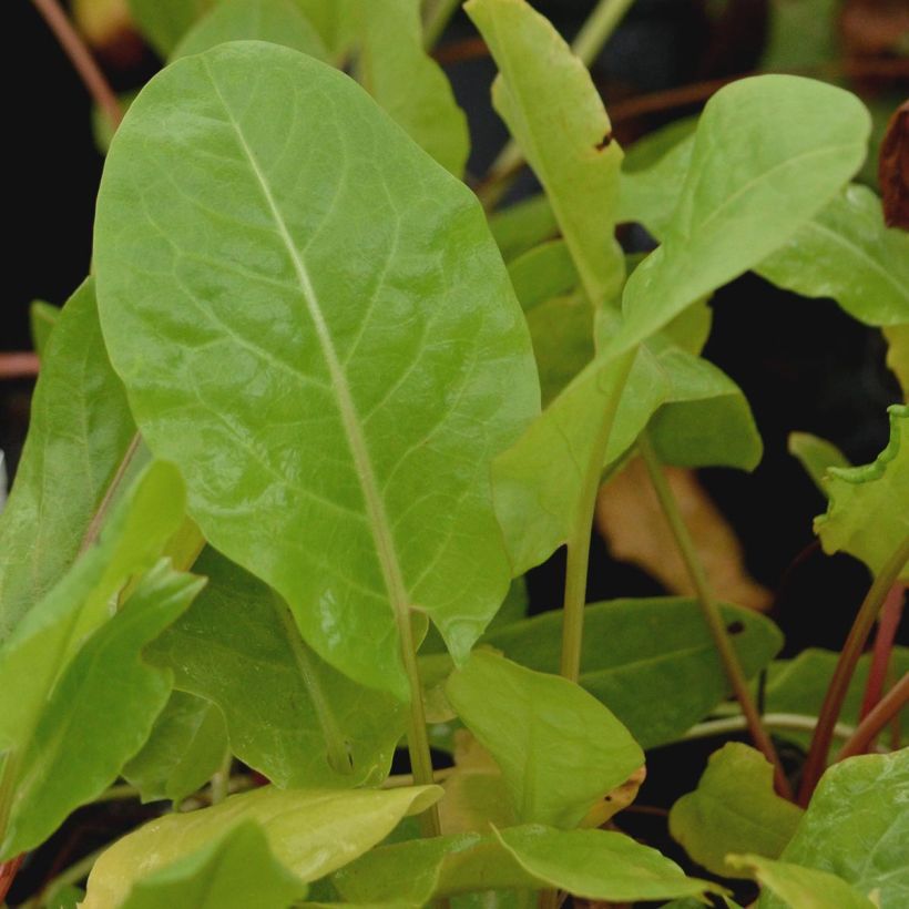 Rumex acetosa (Foliage)