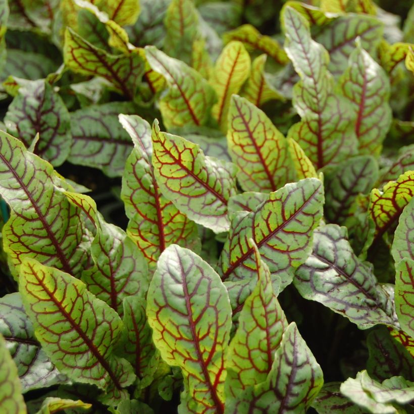 Rumex sanguineus (Harvest)