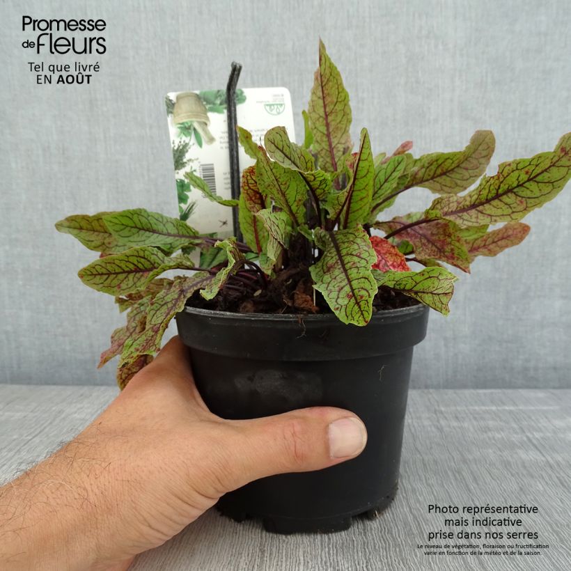 Rumex sanguineus 1.5L/2L pot sample as delivered in summer