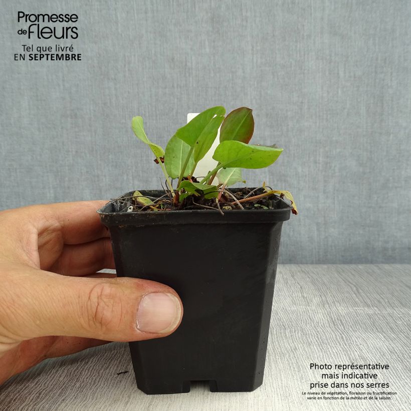 Rumex acetosa 8/9 cm pot sample as delivered in summer
