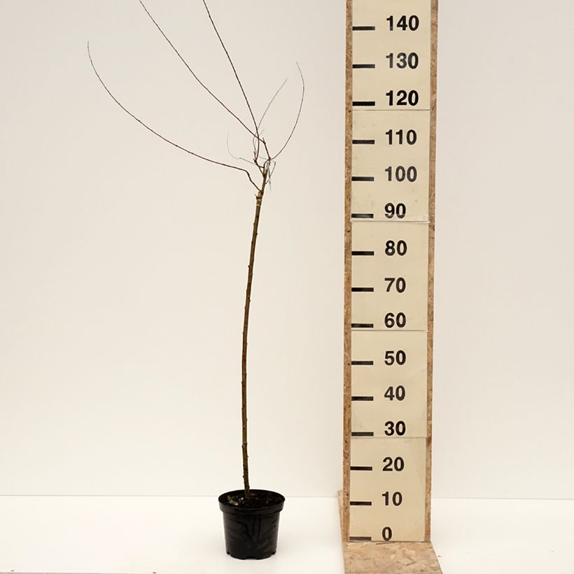Salix purpurea Pendula - Purple Willow 3L/4L pot sample as delivered in winter
