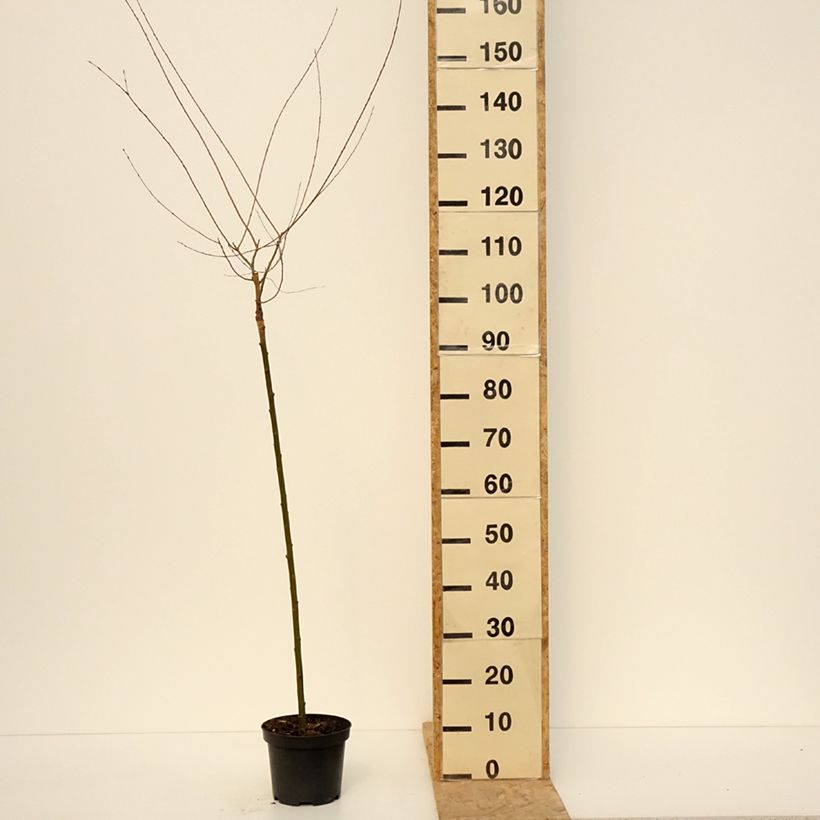 Salix purpurea Pendula - Purple Willow 3L/4L pot 100cm sample as delivered in spring