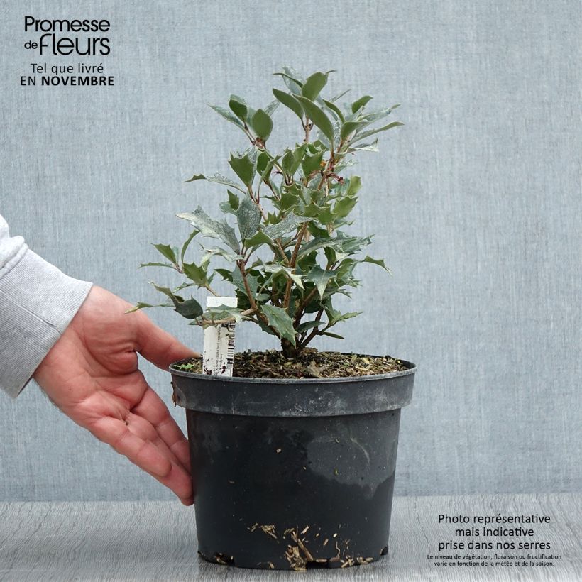 Osmanthus heterophyllus Purpureus 3L/4L pot sample as delivered in autumn