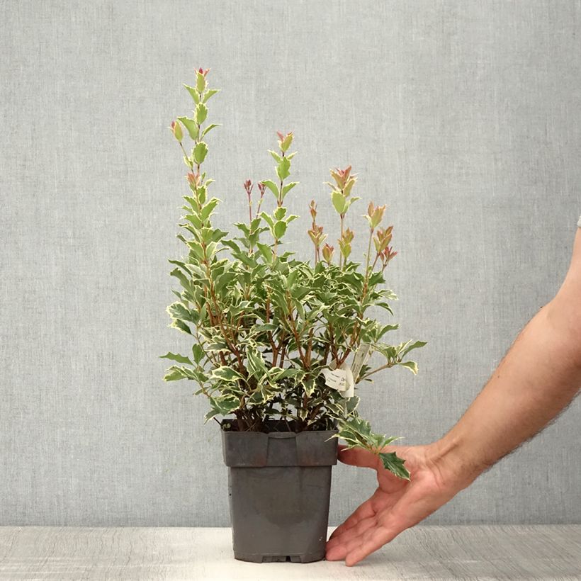 Osmanthus heterophyllus Variegatus 2L/3L pot sample as delivered in summer