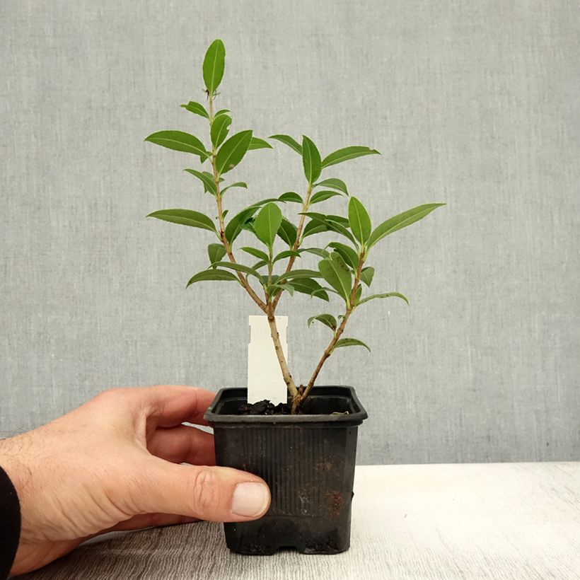 Osmanthus serrulatus  8/9 cm pot sample as delivered in autumn
