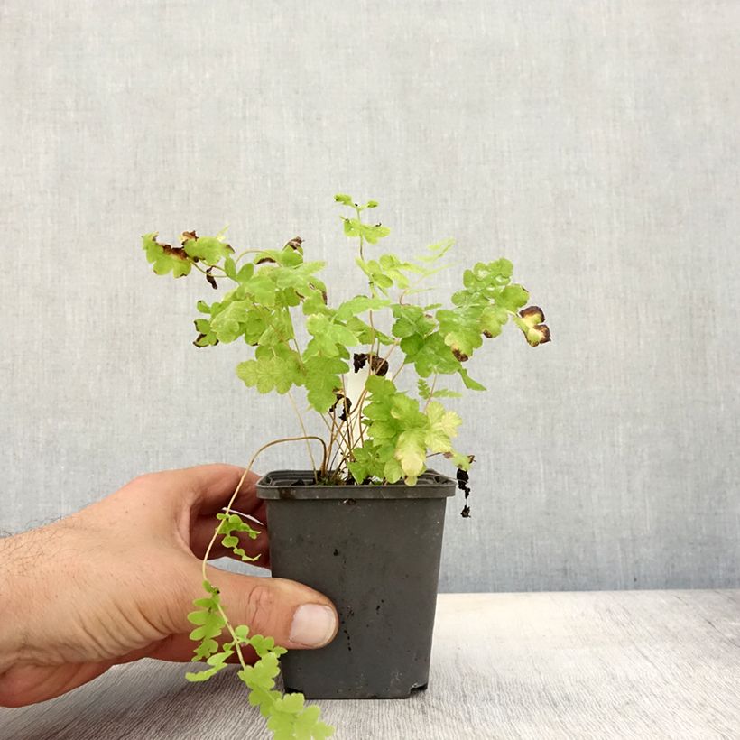 Osmunda claytoniana - Fern 8/9 cm pot sample as delivered in autumn