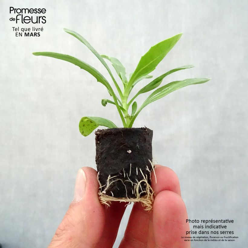 Osteospermum Dalina Orange - Cape Daisy Plug plant 3/4cm sample as delivered in spring