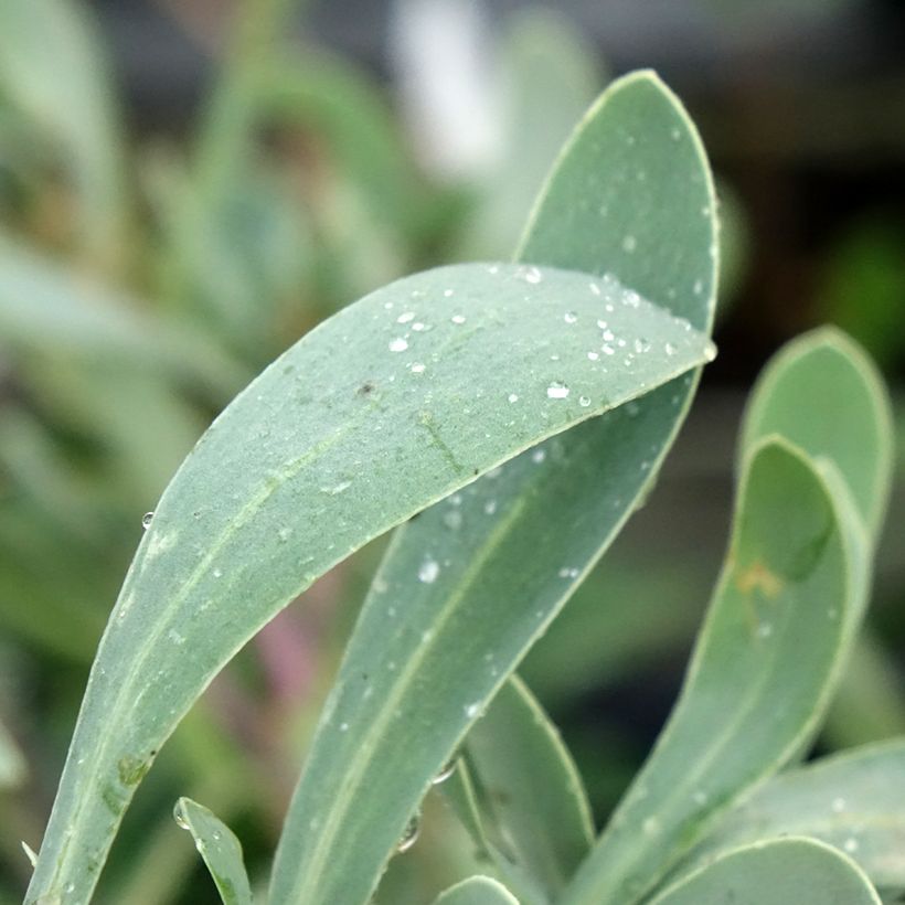 Othonna cheirifolia (Foliage)