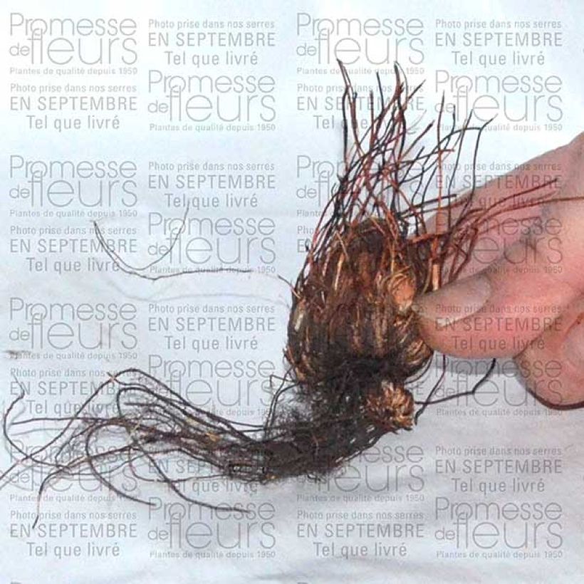 Example of Oxalis adenophylla  Bulb size 6+ specimen as delivered
