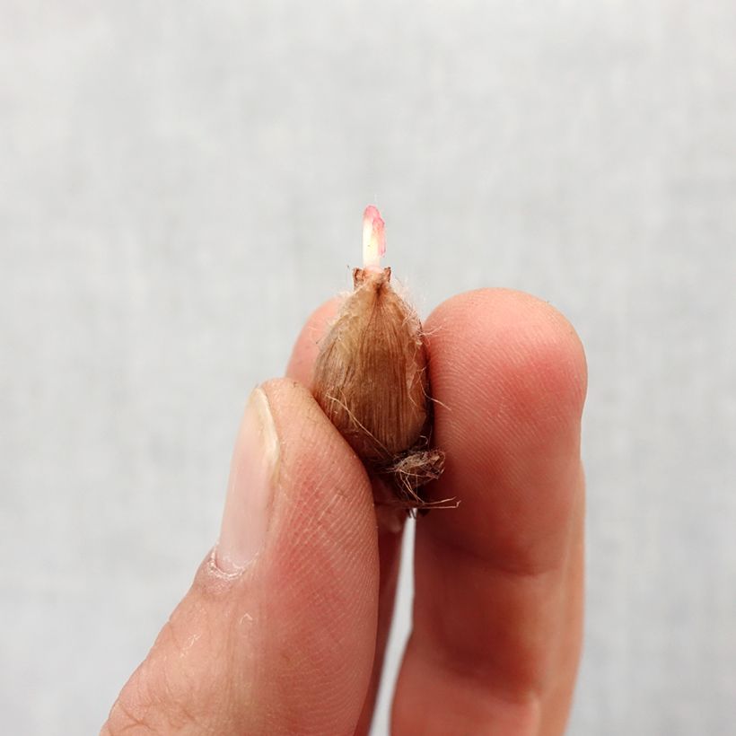 Oxalis deppei Bulb size 4+ sample as delivered in spring