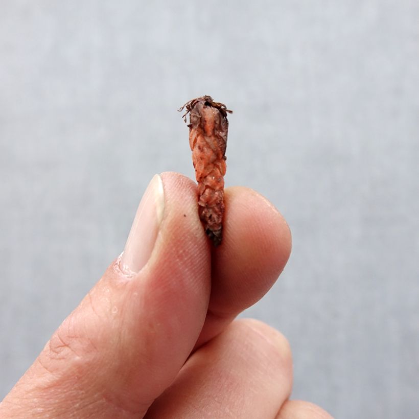 Oxalis triangularis 'Fanny' Bulb size I sample as delivered in spring