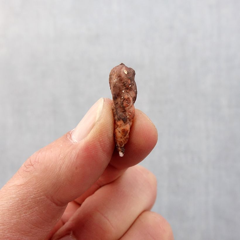 Oxalis triangularis subsp. papilionacea Atropurpurea Bulb size I sample as delivered in spring