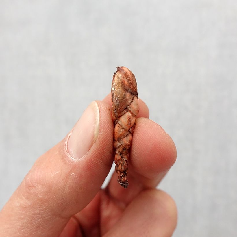 Oxalis triangularis  Bulb size I sample as delivered in spring