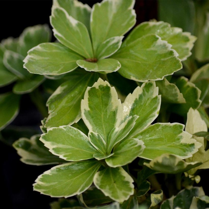 Pachysandra terminalis Variegata - Japanese Spurge (Foliage)