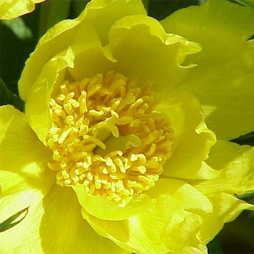 Paeonia delavayi var. lutea - Tree Peony (Flowering)